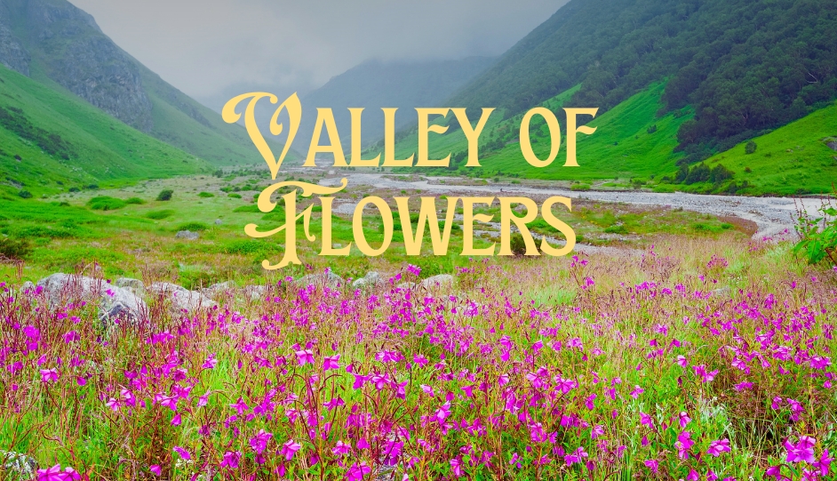 Valley of Flowers Trek 2025 - Itinerary, Dates, and Costs